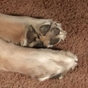 Meet your Posher, Janna